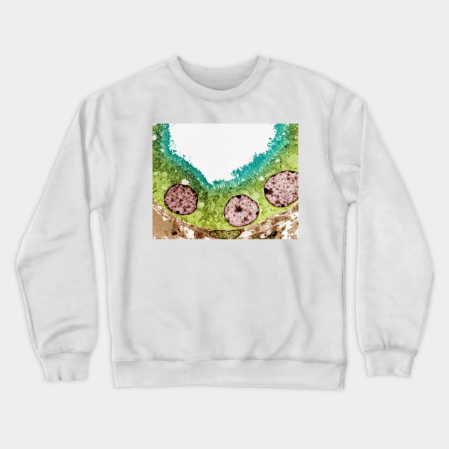 Kidney tubule, TEM (P550/0208) Crewneck Sweatshirt by SciencePhoto